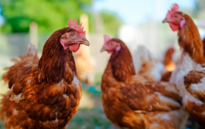 Ektoparasiten bei Hühnern