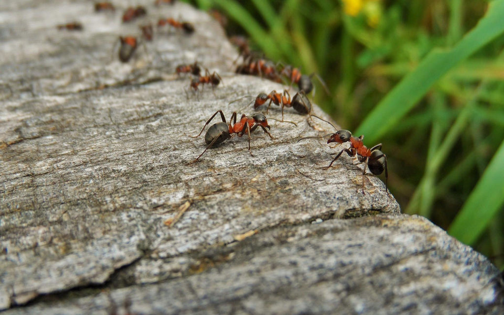So kannst du Nematoden gegen Ameisen einsetzen